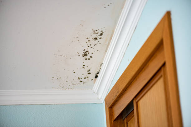 Best Same-Day Mold Removal  in Centerville, CA