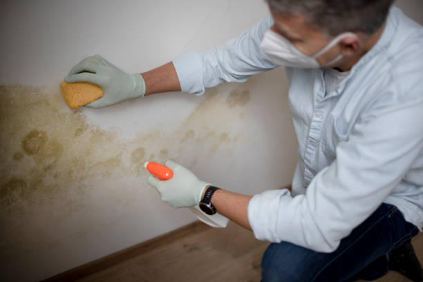 Best Attic Mold Removal  in Centerville, CA