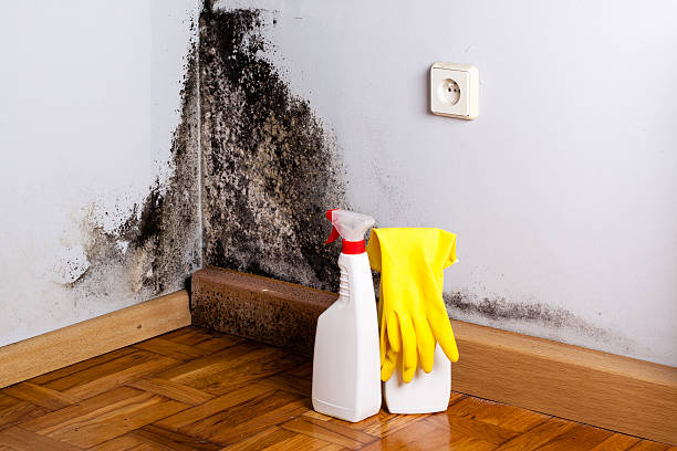 Reliable Centerville, CA Mold Removal Solutions